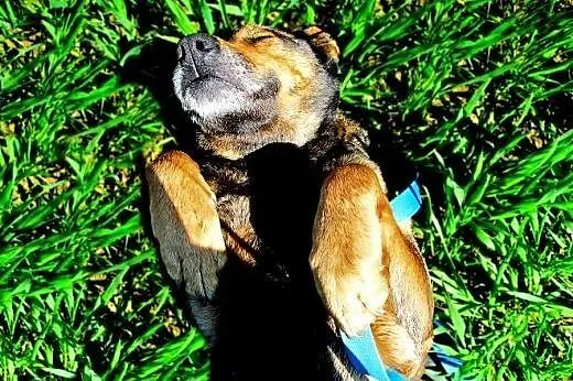 Wesoła Brenda do adopcji z Tarnowskiego Azylu,  ma
