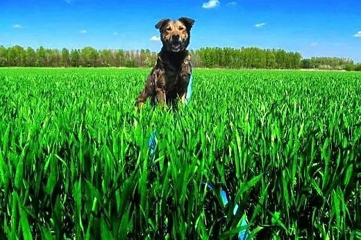 Wesoła Brenda do adopcji z Tarnowskiego Azylu,  ma
