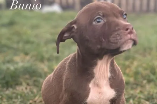 American Pitbull Terrier szczenięta z rodowodem zdrowe silne brazowe i czarne, , Kraszewice