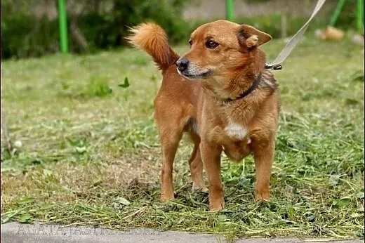 Rocky - mały, rudy lisek :),  warmińsko-mazurskie Olsztyn