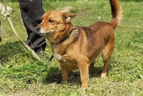 Rocky - mały, rudy lisek :),  warmińsko-mazurskie 