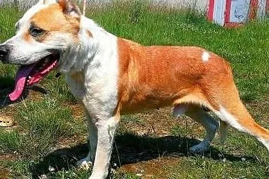 CEZAR - smutny, zrezygnowany psiak w typie amstaffa gaśnie w schronisku,, Łódzkie, Łódź