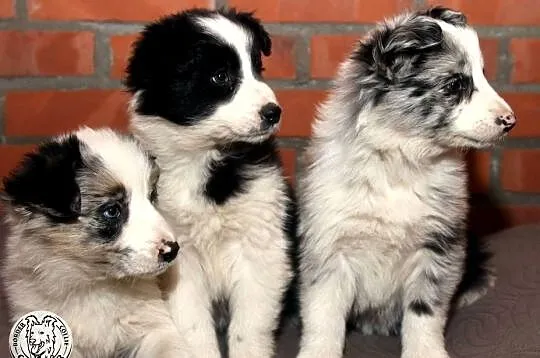 Border Collie coli - szczeniak Blue Merle tricolor (badania rodziców)