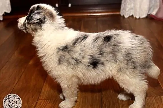 Border Collie coli - szczeniak Blue Merle tricolor (badania rodziców), Mazowieckie, Jastrzębia