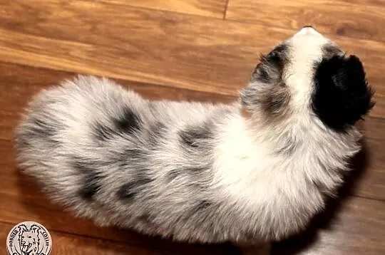 Border Collie coli - szczeniak Blue Merle tricolor (badania rodziców), Mazowieckie, Jastrzębia