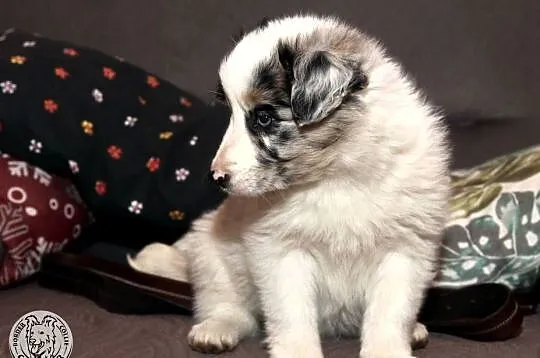Border Collie coli - szczeniak Blue Merle tricolor (badania rodziców), Mazowieckie, Jastrzębia