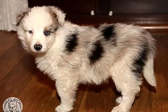 Border Collie coli - szczeniak Blue Merle tricolor (badania rodziców), Mazowieckie, Jastrzębia