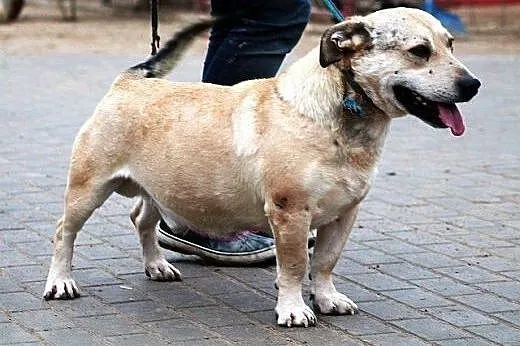 PTYŚ najpieniej uśmiechnięty piesek rasy Kundelek 