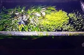 akwarium Aqua Szut 60L krewetkarium rośliny piaskowiec + akcesoria