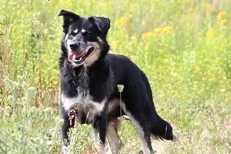 Lucky- cudowny psiaczek marzy o nowym domu!,  mazo