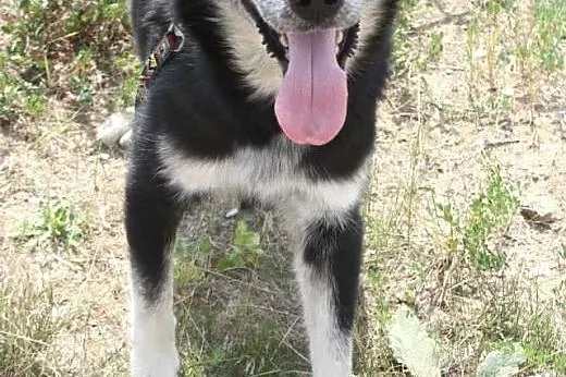 Lucky- cudowny psiaczek marzy o nowym domu!,  mazo