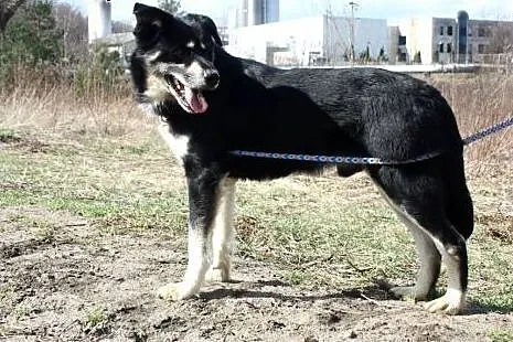 Lucky- cudowny psiaczek marzy o nowym domu!,  mazo