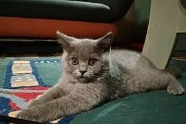 Wyjątkowa koteczka z rodowodem FPL,  mazowieckie P, Płock