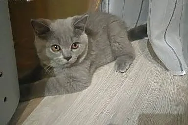 Wyjątkowa koteczka z rodowodem FPL,  mazowieckie P
