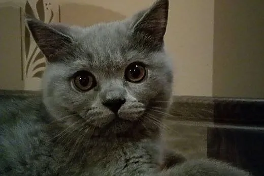 Wyjątkowa koteczka z rodowodem FPL,  mazowieckie P