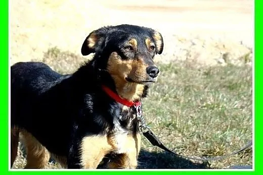 Roczna,13kg,kotolubna,łagodna,wesoła suczka ANIA.A