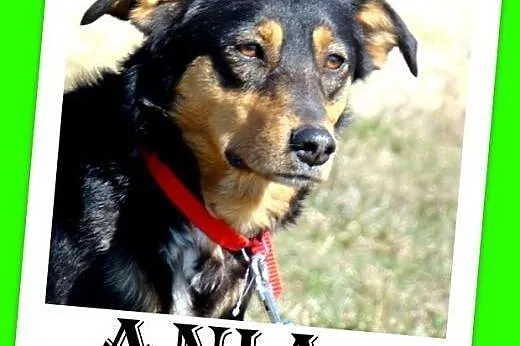 Roczna,13kg,kotolubna,łagodna,wesoła suczka ANIA.A