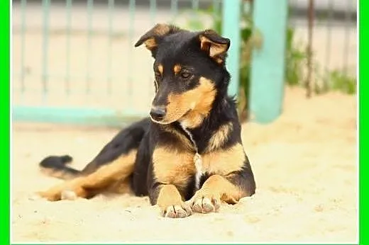 Roczna,13kg,kotolubna,łagodna,wesoła suczka ANIA.A
