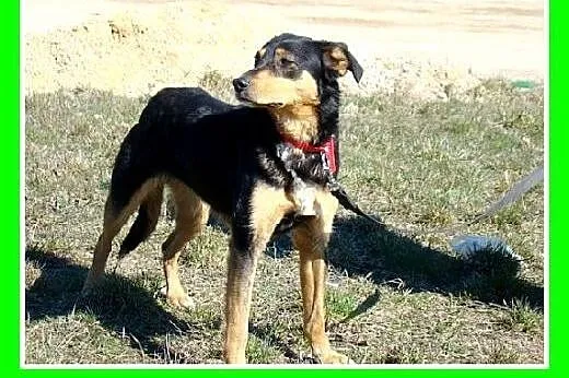 Roczna,13kg,kotolubna,łagodna,wesoła suczka ANIA.A