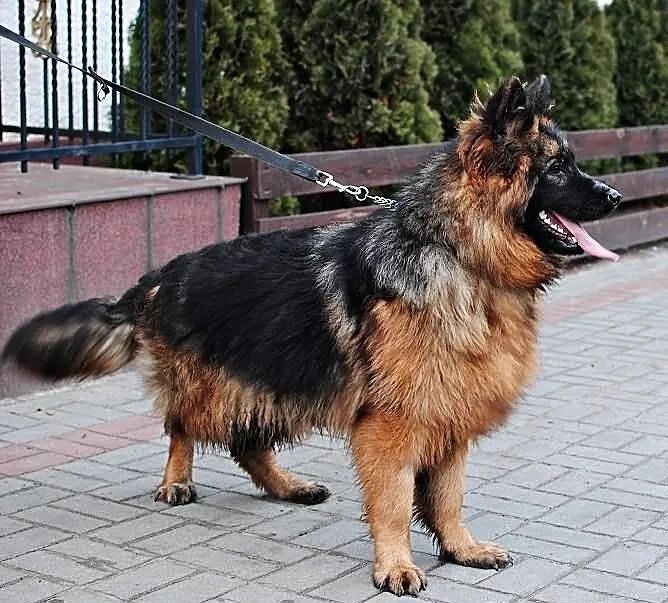 Owczarek Niemiecki