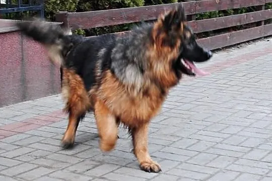 Owczarek Niemiecki