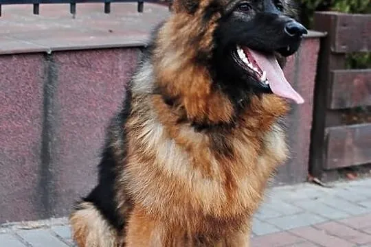 Owczarek Niemiecki