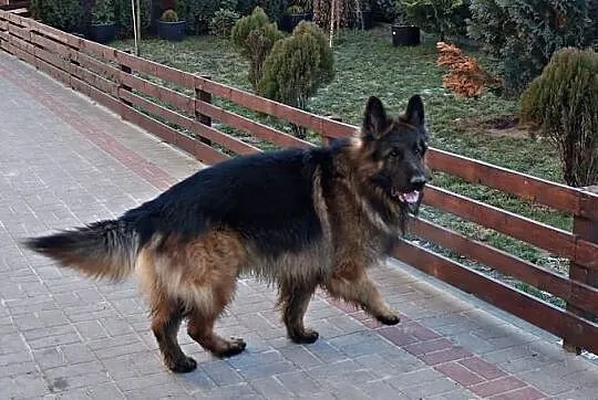 Owczarek Niemiecki