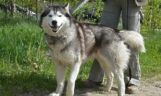 Grey, piękny, łagodny alaskan malamute szuka domu,