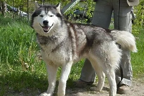 Grey, piękny, łagodny alaskan malamute szuka domu, mazowieckie Warszawa