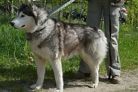 Grey, piękny, łagodny alaskan malamute szuka domu,