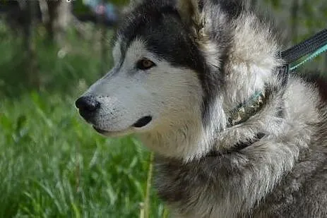 Grey, piękny, łagodny alaskan malamute szuka domu,
