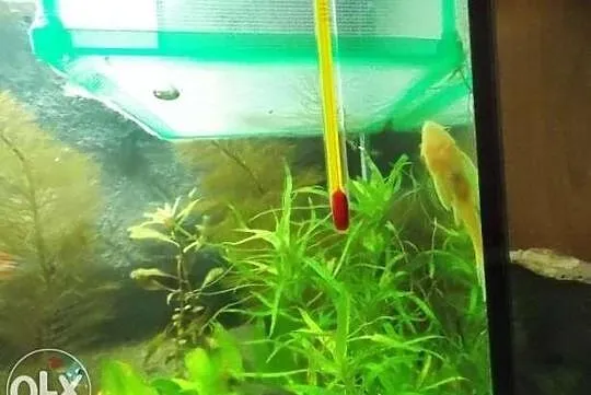 Sprzedam neon, neonki , Skalar ,gupiki lub zamieni