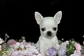 Chihuahua krótkowłosy ZKwP FCI!
