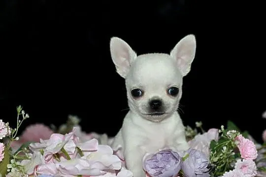 Chihuahua krótkowłosy ZKwP FCI!