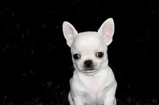 Chihuahua krótkowłosy ZKwP FCI!, Zachodniopomorskie, Świnoujście