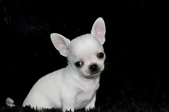 Chihuahua krótkowłosy ZKwP FCI!, Zachodniopomorskie, Świnoujście
