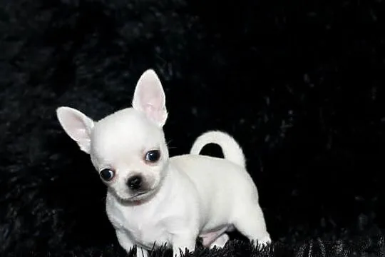 Chihuahua krótkowłosy ZKwP FCI!, Zachodniopomorskie, Świnoujście