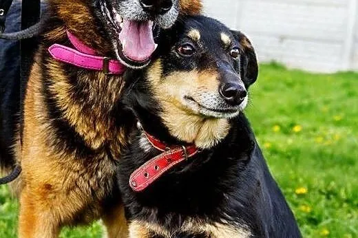 Romeo i Julia, historia psiej miłości, cudowne psiaki adopcja,  Kundelki cała Polska