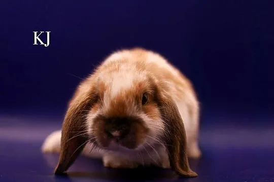 Króliki miniaturki
