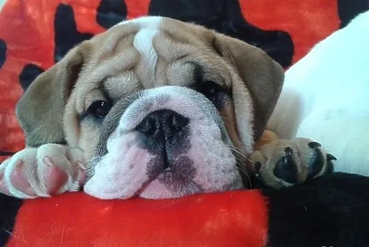 Szczenięta buldoga angielskiego na sprzedaż! Krakó