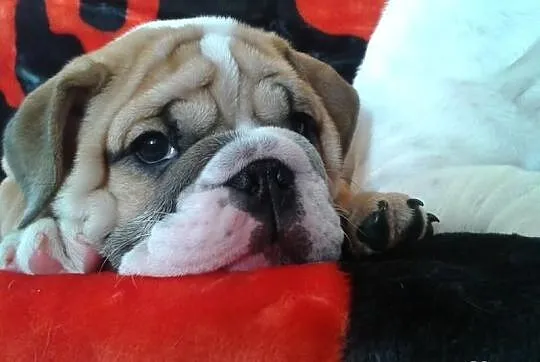 Szczenięta buldoga angielskiego na sprzedaż! Krakó