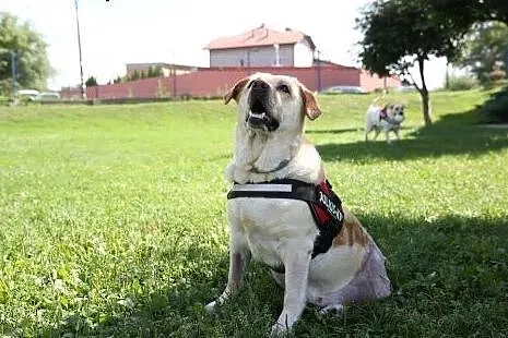 Labradorka Laura pilnie szuka domu ,  mazowieckie Warszawa