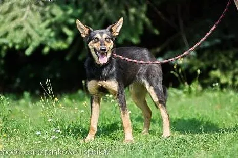 Labradorka Laura pilnie szuka domu ,  mazowieckie 