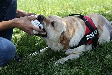 Labradorka Laura pilnie szuka domu ,  mazowieckie 