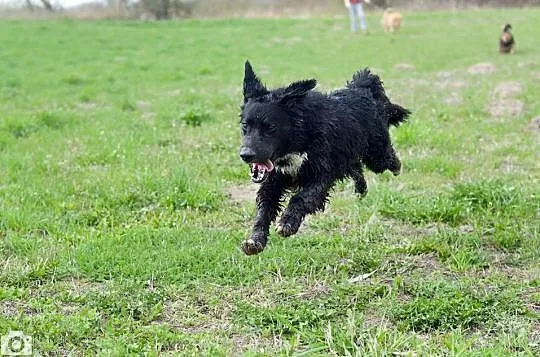 Piękna Rita kochająca człowieka sunia chce wnieść 