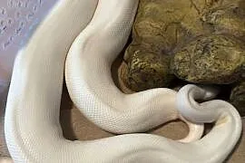 Wąż coconut pied i spider