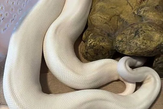 Wąż coconut pied i spider