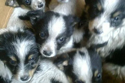 Mikro-pieski 9 tyg,mix pinczerka,adopcja!!,  świętokrzyskie Kielce