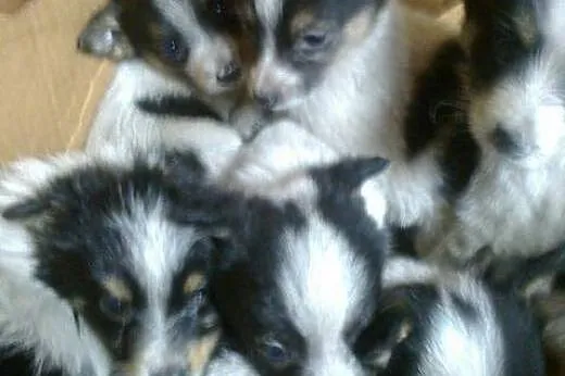 Mikro-pieski 9 tyg,mix pinczerka,adopcja!!,  święt