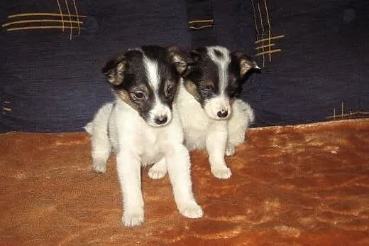 Mikro-pieski 9 tyg,mix pinczerka,adopcja!!,  święt